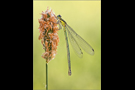 Hufeisen-Azurjungfer 01 (Coenagrion puella)