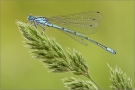 Hufeisen-Azurjungfer 06 (Coenagrion puella)