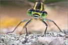 Hufeisen-Azurjungfer 04 (Coenagrion puella)