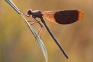 Gebänderte Prachtlibelle 07 (Calopteryx splendens)