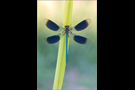 Gebänderte Prachtlibelle 16 (Calopteryx splendens)