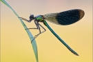 Gebänderte Prachtlibelle 08 (Calopteryx splendens)