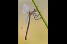 Gebänderte Prachtlibelle 09 (Calopteryx splendens)