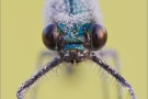 Gebänderte Prachtlibelle 10 (Calopteryx splendens)