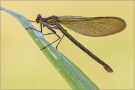 Gebänderte Prachtlibelle 11(Calopteryx splendens)