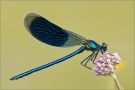 Gebänderte Prachtlibelle 12 (Calopteryx splendens)