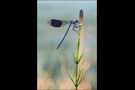 Gebänderte Prachtlibelle 20 (Calopteryx splendens)