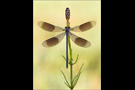 Gebänderte Prachtlibelle 15 (Calopteryx splendens)