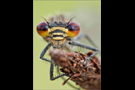 Frühe Adonisjungfer 01 (Pyrrhosoma nymphula)