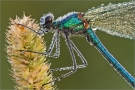 Gebänderte Prachtlibelle 14 (Calopteryx splendens)