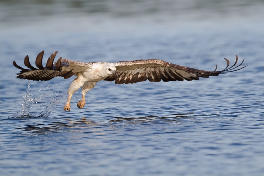 Weißbauchseeadler 01 (Haliaeetus leucogaster)