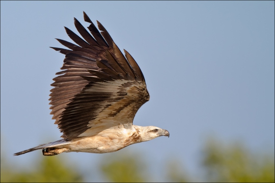 Weißbauchseeadler 02 (Haliaeetus leucogaster)