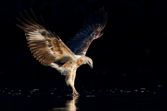 Weißbauchseeadler 03 (Haliaeetus leucogaster)