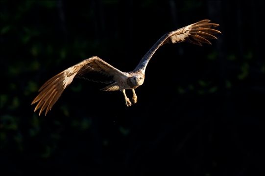 Weißbauchseeadler 04 (Haliaeetus leucogaster)