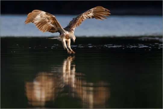 Weißbauchseeadler 05 (Haliaeetus leucogaster)