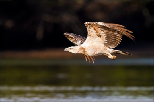 Weißbauchseeadler 06 (Haliaeetus leucogaster)