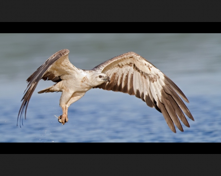 Weißbauchseeadler 07 (Haliaeetus leucogaster)