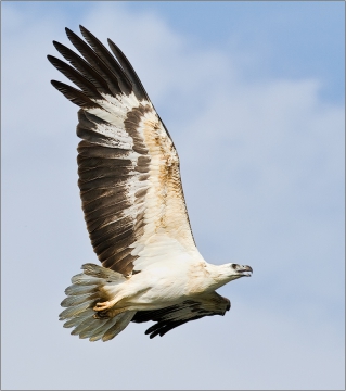 Weißbauchseeadler 08 (Haliaeetus leucogaster)