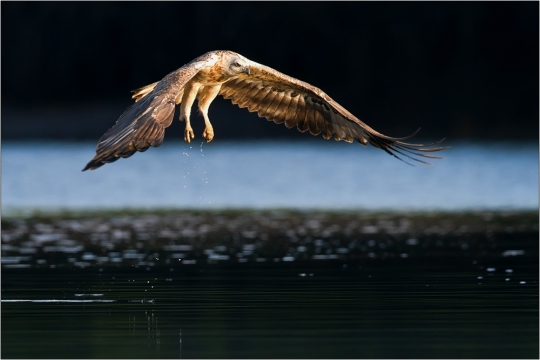 Weißbauchseeadler 09 (Haliaeetus leucogaster)