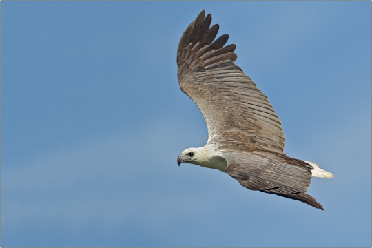 Weißbauchseeadler 10 (Haliaeetus leucogaster)