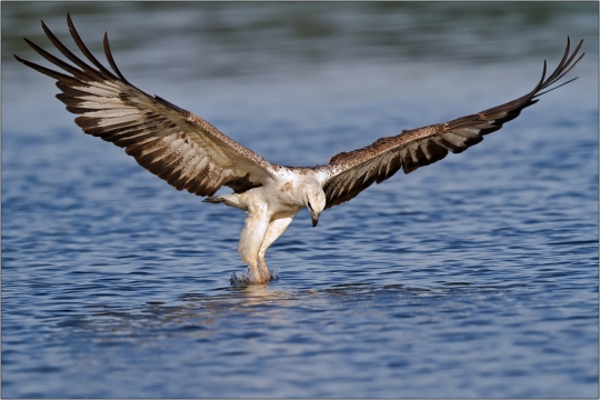 Weißbauchseeadler 11 (Haliaeetus leucogaster)