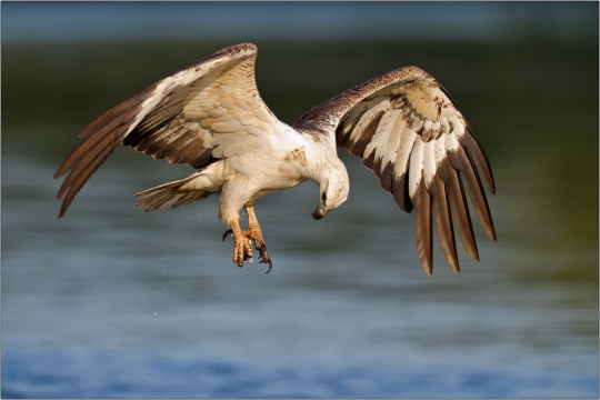 Weißbauchseeadler 12 (Haliaeetus leucogaster)