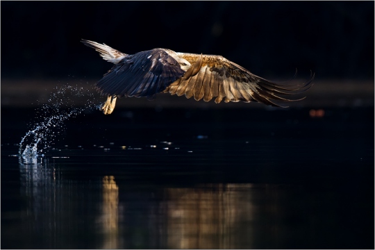 Weißbauchseeadler 13 (Haliaeetus leucogaster)