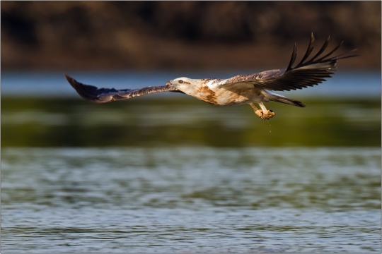 Weißbauchseeadler 14 (Haliaeetus leucogaster)