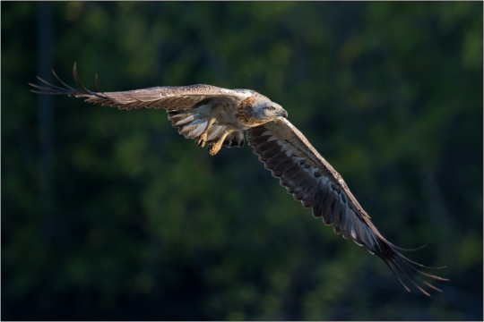Weißbauchseeadler 15 (Haliaeetus leucogaster)