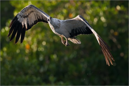 Weißbauchseeadler 16 (Haliaeetus leucogaster)
