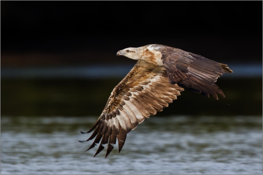 Weißbauchseeadler 17 (Haliaeetus leucogaster)