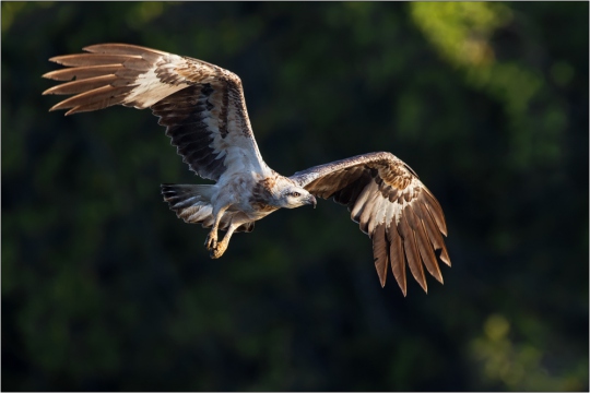 Weißbauchseeadler 18 (Haliaeetus leucogaster)