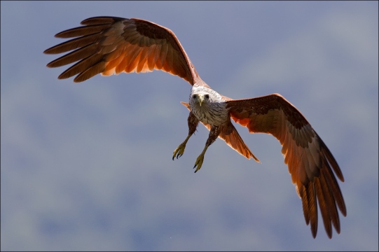Brahminenweih 15 (Haliastur indus)