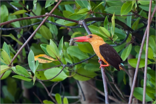 Braunfluegelliest 02 (Pelargopsis Amauroptera)