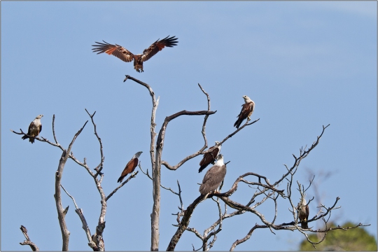 Greifvögel Langkawi