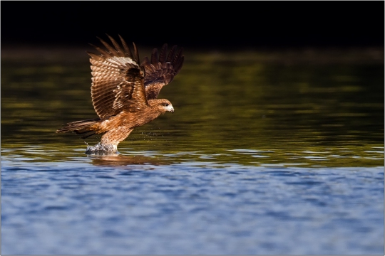 Schwarzohrmilan 01 (Milvus milvus lineatus)
