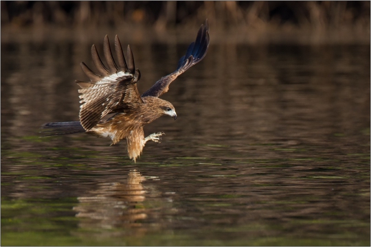 Schwarzohrmilan 02 (Milvus milvus lineatus)