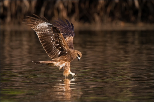 Schwarzohrmilan 03 (Milvus milvus lineatus)