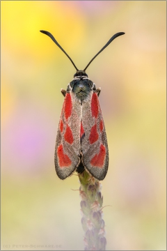 Beilfleck-Widderchen (Zygaena loti) 02