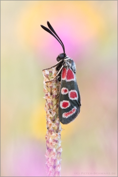 Esparsetten-Widderchen (Zygaena carniolica) 03