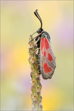 Beilfleck-Widderchen (Zygaena loti) 01