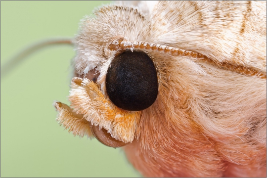 bueffeleule