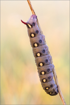 Labkrautschwärmer 01 (Hyles gallii)
