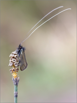 Langhornmotte 01 (Adela reaumurella)