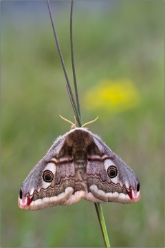 Kleines Nachtpfauenauge 01 (Saturnia pavonia)
