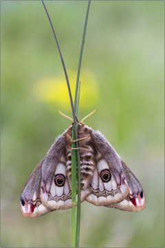 Kleines Nachtpfauenauge 02 (Saturnia pavonia)