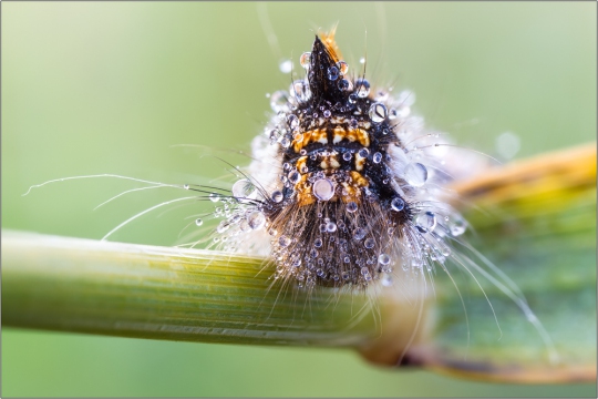 Trinkerin 02 (Euthrix potatoria)