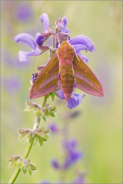Mittlerer Weinschwärmer 01 (Deilephila elpenor)