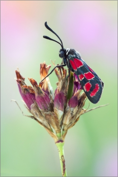 Esparsetten-Widderchen 01 (Zygaena carniolica)