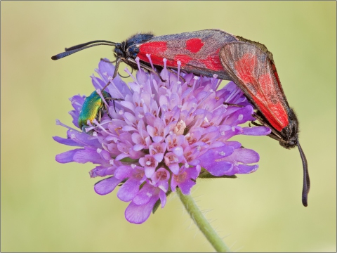 Thymian-Widderchen 03 (Zygaena purpuralis)
